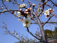 ファイル 615-2.jpg