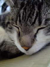 ファイル 618-1.jpg