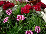 ファイル 619-1.jpg