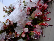 ファイル 631-1.jpg