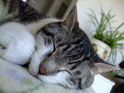 ファイル 650-1.jpg