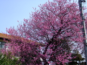 ファイル 661-1.jpg