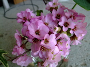 ファイル 666-1.jpg