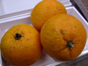 ファイル 667-1.jpg