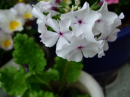 ファイル 687-1.jpg