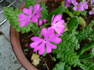 ファイル 687-2.jpg