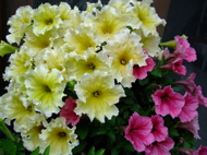 ファイル 689-1.jpg