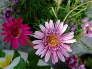 ファイル 705-1.jpg