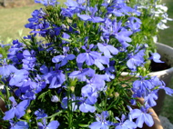 ファイル 710-1.jpg