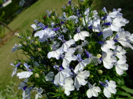 ファイル 710-2.jpg