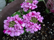 ファイル 710-3.jpg