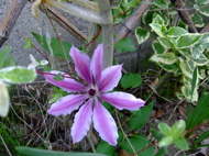 ファイル 712-1.jpg