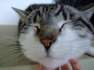 ファイル 714-1.jpg