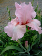 ファイル 719-1.jpg