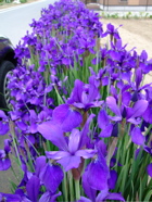 ファイル 719-5.jpg