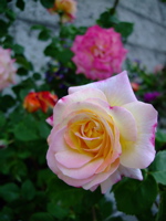 ファイル 722-1.jpg