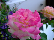 ファイル 722-2.jpg