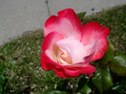 ファイル 722-3.jpg