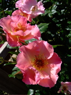 ファイル 727-3.jpg