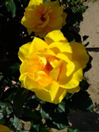 ファイル 727-5.jpg