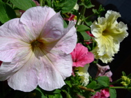 ファイル 728-1.jpg