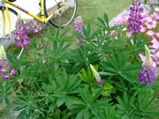 ファイル 733-1.jpg