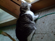 ファイル 736-1.jpg