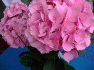 ファイル 738-1.jpg