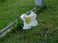 ファイル 740-1.jpg