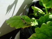 ファイル 741-2.jpg