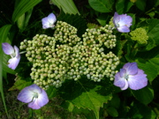 ファイル 747-4.jpg