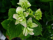 ファイル 748-4.jpg