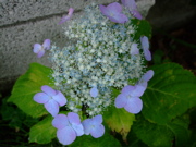 ファイル 749-1.jpg