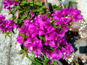 ファイル 757-1.jpg