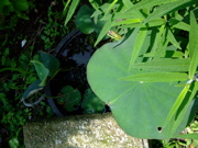 ファイル 758-1.jpg