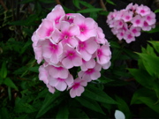 ファイル 774-1.jpg