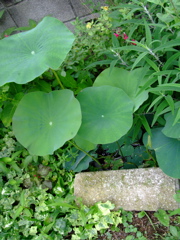 ファイル 780-1.jpg