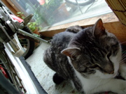 ファイル 781-1.jpg