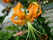 ファイル 783-1.jpg