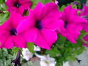 ファイル 806-1.jpg