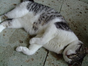 ファイル 809-1.jpg