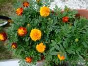 ファイル 811-1.jpg