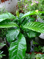 ファイル 812-1.jpg