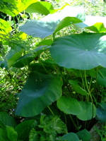 ファイル 817-1.jpg