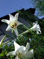 ファイル 820-1.jpg