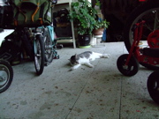 ファイル 821-1.jpg