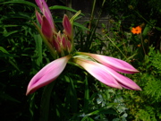 ファイル 831-1.jpg