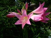 ファイル 831-2.jpg