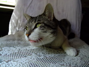 ファイル 833-3.jpg