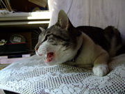 ファイル 833-4.jpg